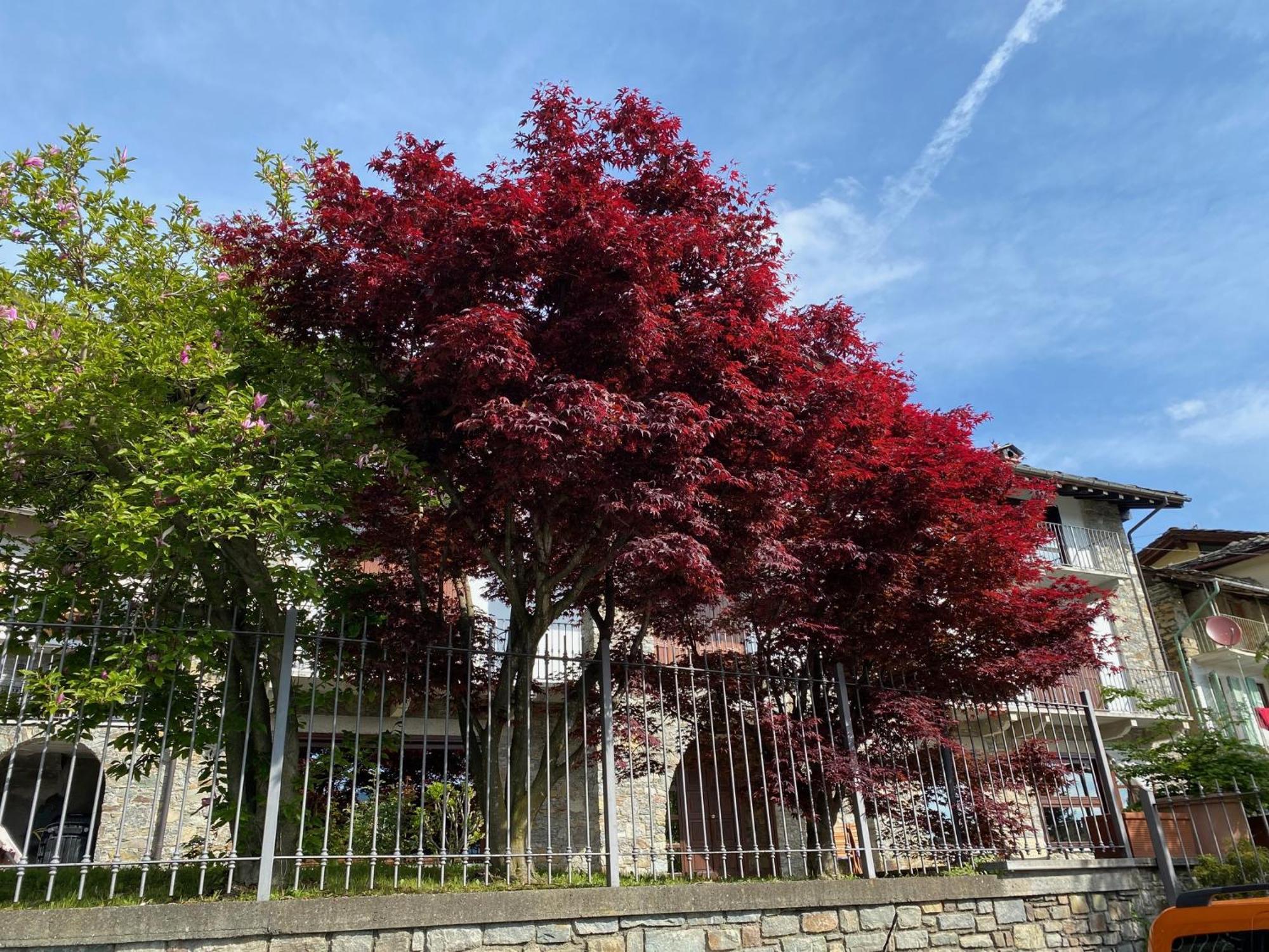 La Casa Di Nina - Traves Villa Pessinetto Luaran gambar